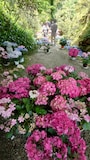 岡寺のあじさい（2）