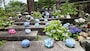 壺阪寺のあじさい（3）