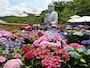壺阪寺のあじさい（4）