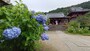 矢田寺のあじさい（1）