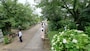 矢田寺のあじさい（4）