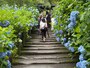 明月院の本堂への参道のアジサイ