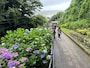 成就院参道のアジサイ