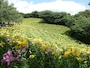 可睡ゆりの園（4）／黄色のすかしゆりの花畑