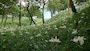 可睡ゆりの園（8）／白いゆりの花が咲くエリア