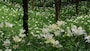 可睡ゆりの園（9）／丘の上から白いゆりの花々を眺める