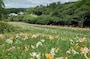 可睡ゆりの園（10）／五色のゆりの花畑