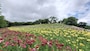 可睡ゆりの園（11）／五色のゆりの花畑
