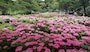 可睡ゆりの園（13）／カラフルなあじさいの花々