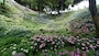 可睡ゆりの園（14）／あじさいの花の壁