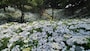 可睡ゆりの園（15）／あじさいの花の壁