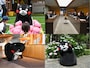 6月のくまモン、何していたの？ ©2010熊本県くまモン