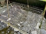 うなぎ養殖場の様子　※筆者撮影