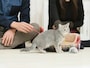 猫との穏やかな生活を送っていた夫婦に変化が……（画像：PIXTA）