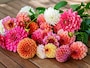 赤や白、ピンクなど花色も多彩なダリア。色ごとに花言葉があります　※画像出典：Shutterstock.com