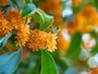 金木犀（キンモクセイ）の芳香は秋の知らせ（画像出典：PIXTA）