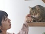 旅行好きが猫を飼うと一生貧乏に？ ※サムネイル画像：amanaimages