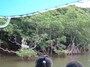 ボートからマングローブの林を眺める