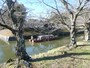 彦根城屋形船