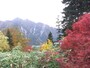 黒部平から望む紅葉（5）