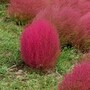 ひたち海浜公園のコキア（2）