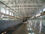 富岡製糸場（8）／繰糸場（そうしじょう）