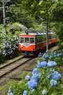沿線のアジサイ