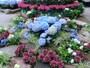 あじさい展