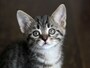 猫が帰ってこない場合の探し方をご紹介