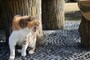 猫がいる可能性が高い場所は？