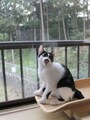 猫が迷子になった場合の届け先は？