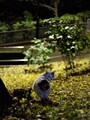 猫の探し方のコツ 猫は夜行性なので夜にも探そう