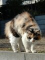 猫が見つかっても、冷静に捕まえよう