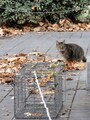 猫が捕まらないときは捕獲機で