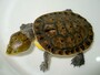 アマゾンカエルガメの基本情報と飼育方法
