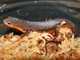 サメハダイモリの基本情報と飼育方法