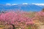 庭木の剪定・整枝を自分でやる時の方法とやり方