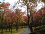箱根美術館の紅葉