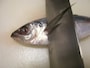魚のさばき方