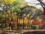 横浜スタジアムがある横浜公園。春はチューリップが楽しめますが、秋は水の広場や日本庭園風の池の周辺などの木々が紅葉します（2012年12月16日）