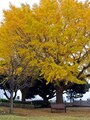 イタリア山庭園にある大イチョウ（2015年12月10日撮影）