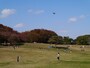 根岸森林公園のようす。広々とした園内にはさまざまな種類の樹木があります（2013年11月17日撮影）