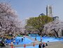 お花見の時期はブルーシートが並ぶ掃部山公園。桜越しに横浜ランドマークタワーが見えます（2014年4月1日撮影）
