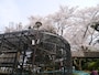 動物とともにサクラが楽しめる野毛山動物園。入園無料！（2014年4月1日撮影）