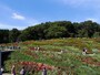 2017年秋の里山ガーデンの様子（2017年10月18日撮影）