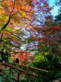 紅葉の遊歩道は道幅が狭いので譲り合って散策をお楽しみください（2016年12月8日撮影）
