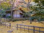 春草蘆では黄色いイチョウに囲まれた風景が楽しめます（2016年12月8日撮影）