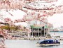 ホテル専用クルーズ船「ル・グラン・ブルー」による「大岡川桜クルーズ」の様子（画像提供：ヨコハマ グランド インターコンチネンタル ホテル）