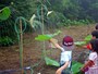 早朝観蓮会「ハスの葉シャワー」のようす（画像提供：三溪園）