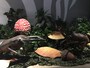 「変身！昆虫スゴわざ展2018」開催の様子（画像提供：オービィ横浜）